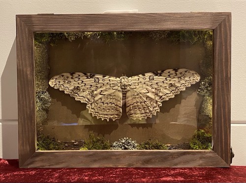 Sale large white witch - sale-,