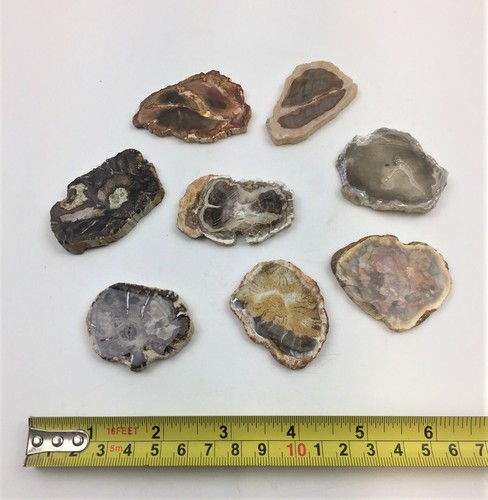 Petrified wood slice 55mm 2 - petrified,