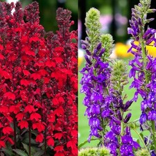 Lobelia Speciosa Plants in 9cm Pot - Garden Ready Hardy Flowering Perennials
