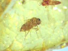 Pliocene amber kenya - kenya, africa