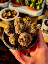 Rebutia Heliosa V. Melanistic