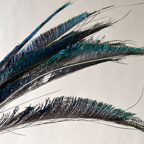 40cm quality peacock - 30-40cm, peacock-sword