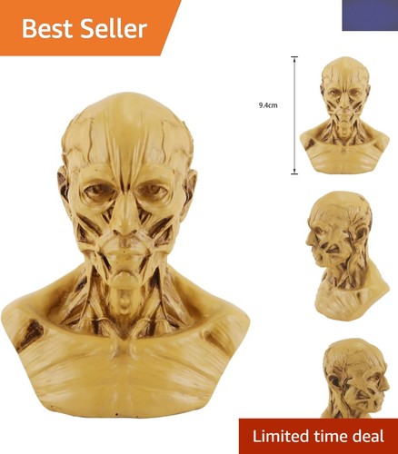 Educational mini skull model - skull,
