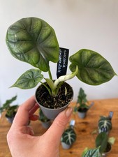 Alocasia Dragon Scale Unusual House Plant 6cm