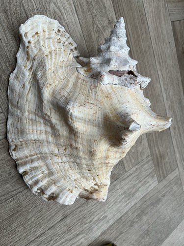 Large hermit crab shell - hermit,