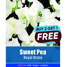 Sweet Pea Royal White Seeds -