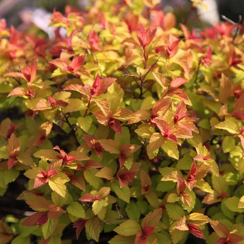 Spiraea japonica goldflame - japonica, |