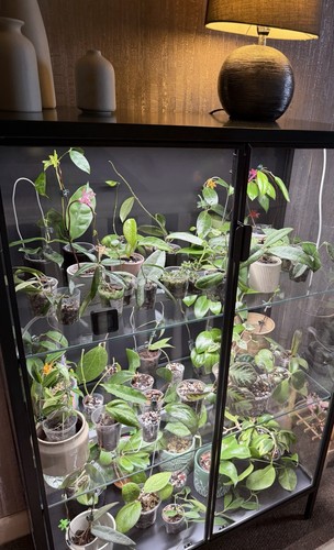 Mystery hoya bundle - bundle, 5x