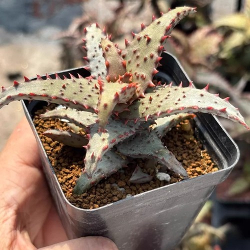 6cm succulent aloe plant - 6cm,
