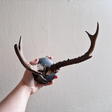 Antique Wall Hanging Roe Deer