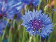 6 x Cornflower Blueball -