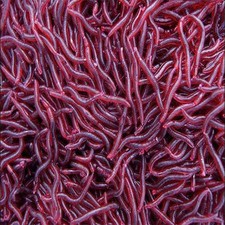 50 Pcs Soft Red Earthworm