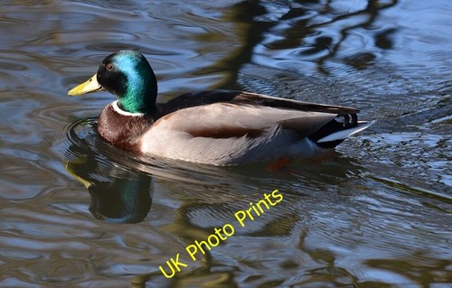 Photo 6x4 mallard duck and - photo,