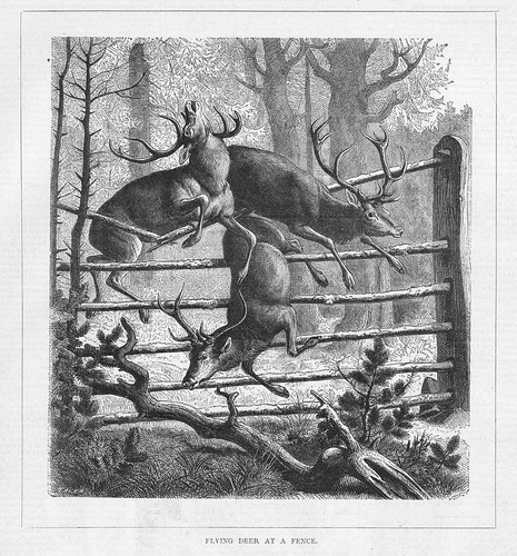 Animals flying deer - animals, at