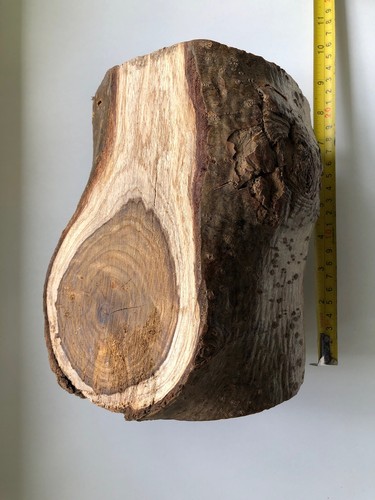 Laburnum wood turning log - turning,