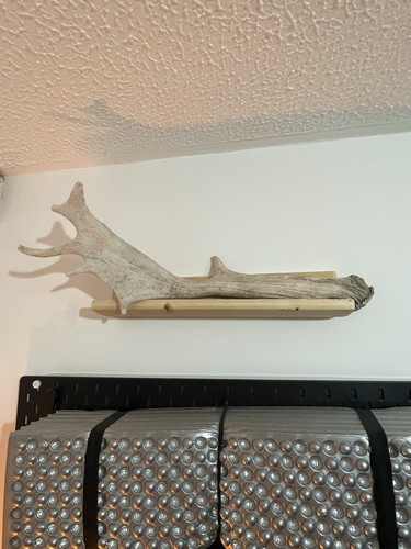 Fallow deer antler - antler, stand