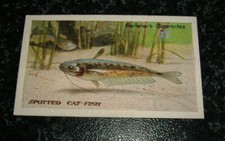 Gallaher - The Zoo Aquarium No94 - Spotted Catfish