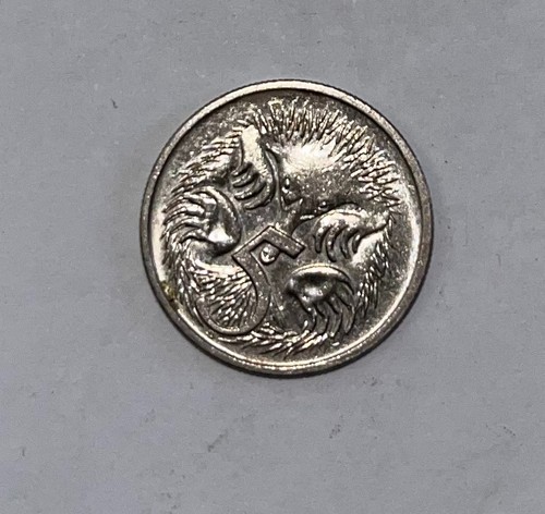 Rare hedgehog australian - hedgehog,