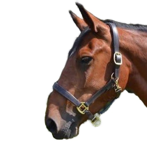 Gallop premium leather padded - gallop,