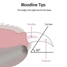 Professional Cat Nail Scissors Pet Dog Nail Clippers Toe Claw Trimmer Gadgets