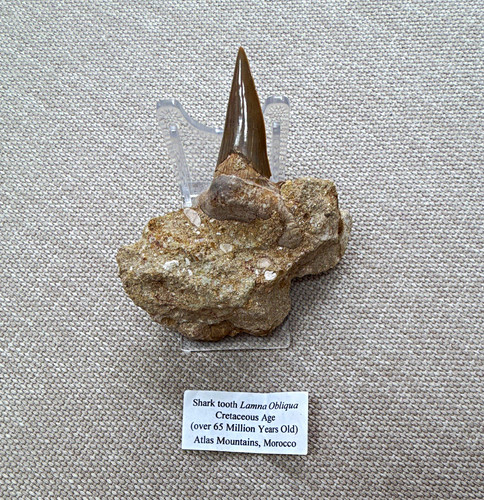 Shark tooth fossil lamna - shark,