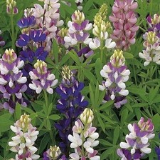 LUPIN PIXIE DELIGHT MIXED 95