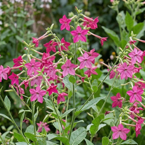 Nicotiana sirius deep rose - nicotiana,