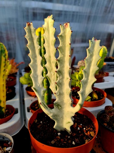 Euphorbia lactea variegated - lactea, |