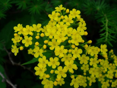 Patrina triloba herbaceous - patrina,