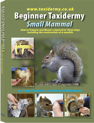 Beginner taxidermy small - beginner, taxidermy: