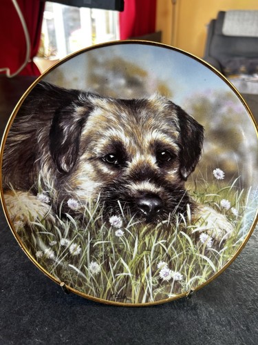 Danbury mint border - danbury, terrier