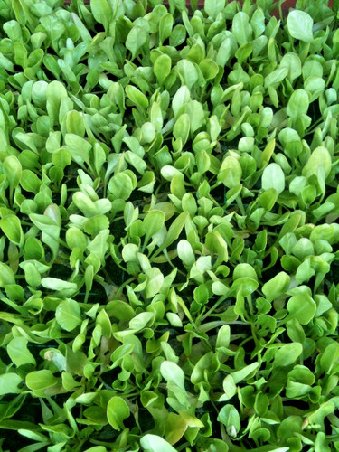 Veg plugs allotment special - ,