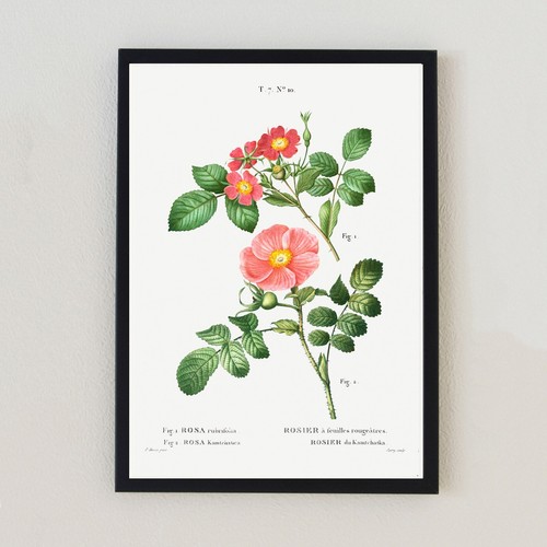 Botanical vintage flower - botanical,