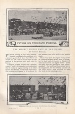 The biggest pigeon race - biggest,