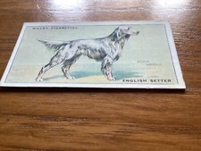 Wills dogs no - dogs,