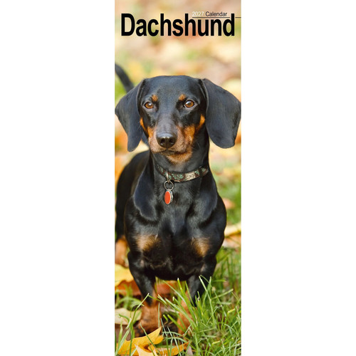 Dachshund slim 2027 calendar - calendar, |