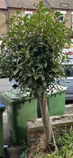 Large 6FT Tree Red Tip Photinia Mature Shrubs in Planters. Evergreen