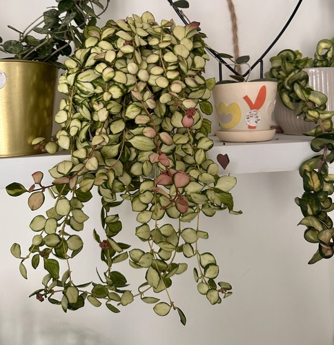 Hoya heuschkeliana variegated