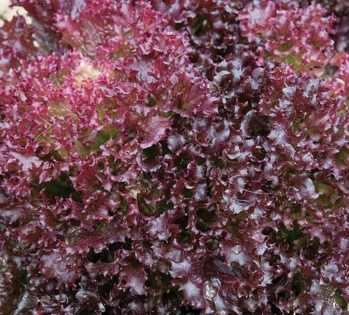 16000 seeds lettuce lollo - 16000,