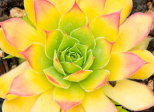 Sempervivum Golden Nugget