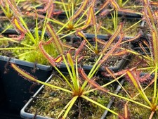 Drosera Capensis Bundle