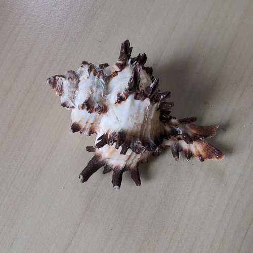 Murex indivia seashell 6cm - 1,
