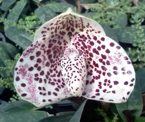 Rare paphiopedilum bellatulum - rare,