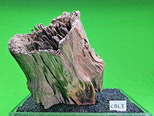 Large Corbo Root CBL3 CAVE