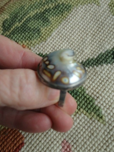 Unusual pearl nautilus - unusual,