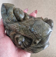 Large KOI fish And Lilly Pad