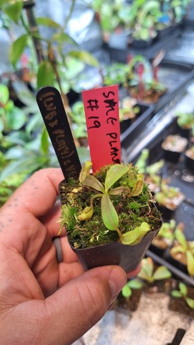 Nepenthes x - nepenthes,