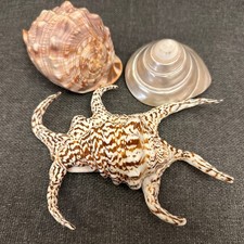 Seashells x 3~Helmet & Spider Conch & Trocus Cone Mother Of Pearl