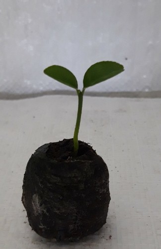 Satsuma mandarin citrus - satsuma, mandarin,