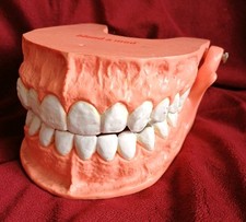 Display Model Teeth Dentist